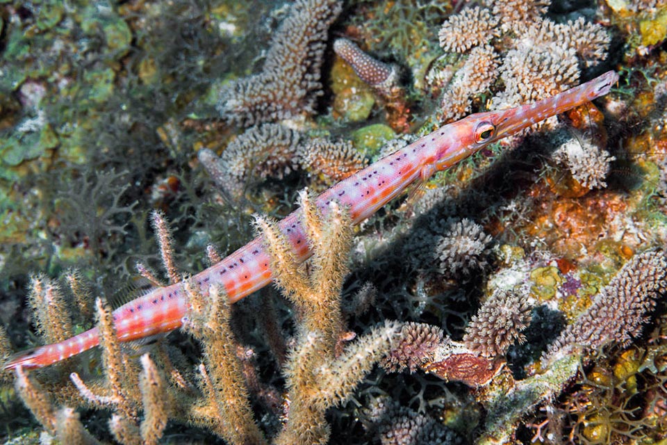 Originaire du golfe du Mexique il est présent à partir des Bermudes le long des côtes de l'Amérique centrale jusqu'au Brésil et aux rochers de San Pedro et San Paulo