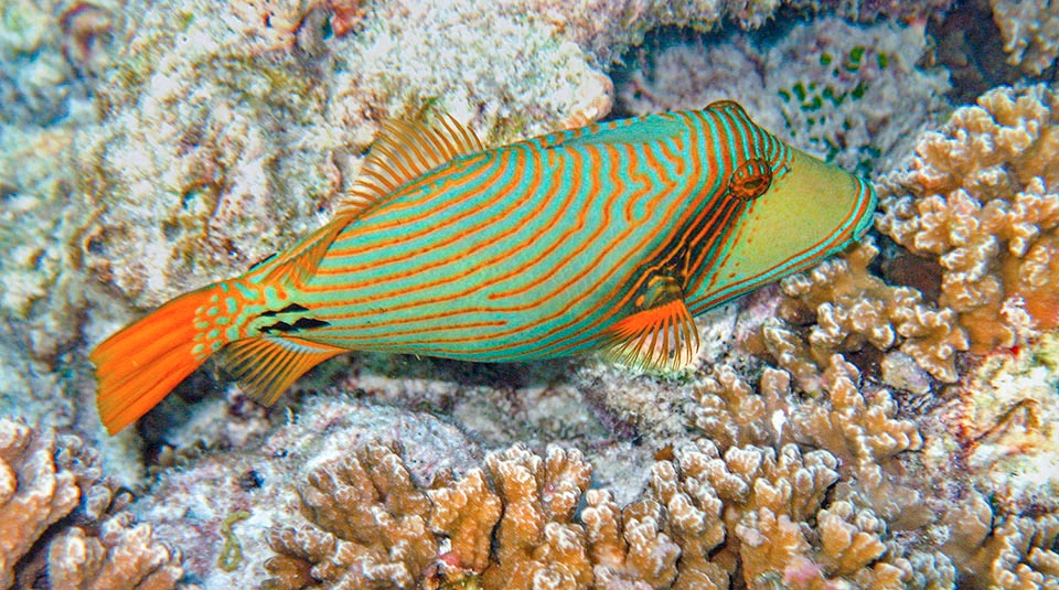 Al nadar tranquilamente, la primera aleta dorsal desaparece como se muestra aquí en un alojamiento especial, reduciendo la fricción con el agua y aumentando, si es necesario, el efecto sorpresa 