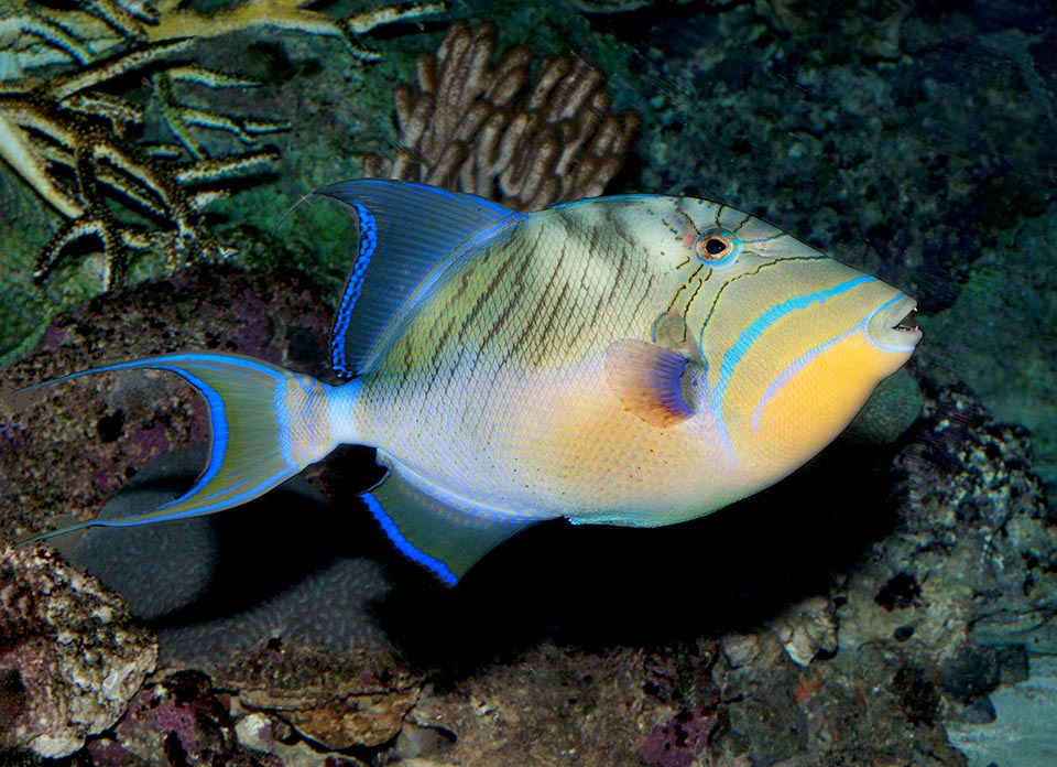 The quaint livery displays several lines similar to wrinkles, especially close to the eyes, that have earned this fish the specific Latin name of little old woman. The body and the fins often present blue, violet, green and turquoise hues, depending on the site where it lives, the fish mood and age, but the throat is always yellow.