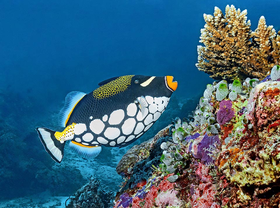 Balistoides conspicillum swims along the ridges eating mollusks, crustaceans, sea urchins and ascidians, like the green ones appearing in the photo, but can be found also in brackish waters 