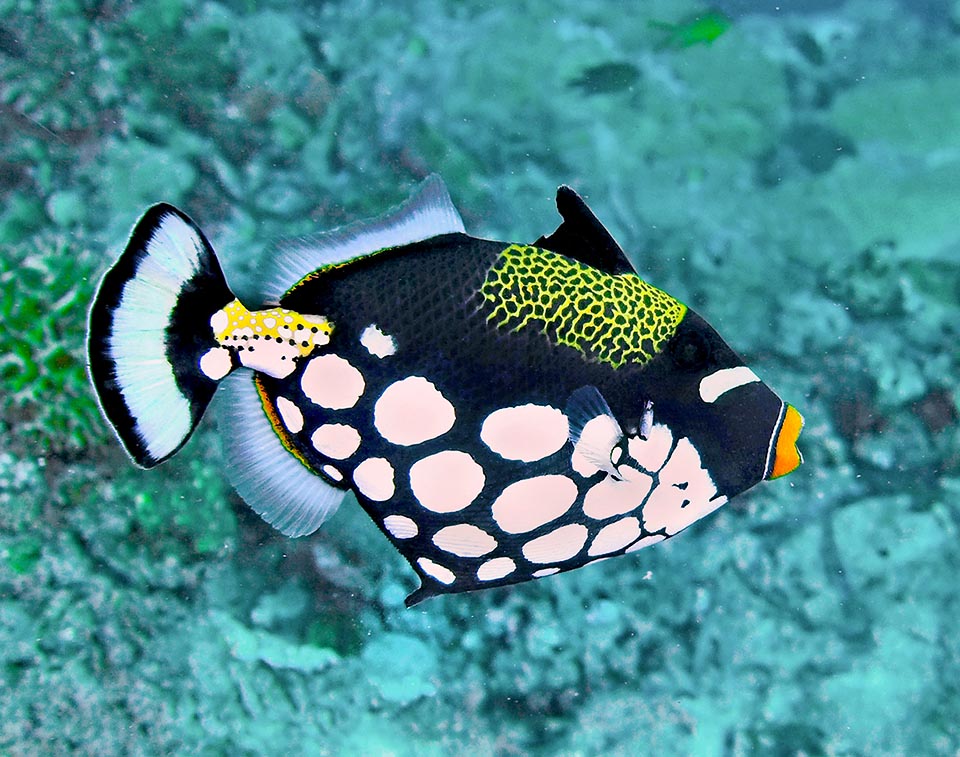 The first ray of the dorsal fin of Balistoides conspicillum is a vertically lockable dagger to wound, even when dead, the stomach of the predators. Moreover, lowered, it enters dens with a narrow entry and rearming it is not carried out by the currents. Here, to look bigger, the fish has spread out also the belly where the pelvic ones, merged, look like a spine