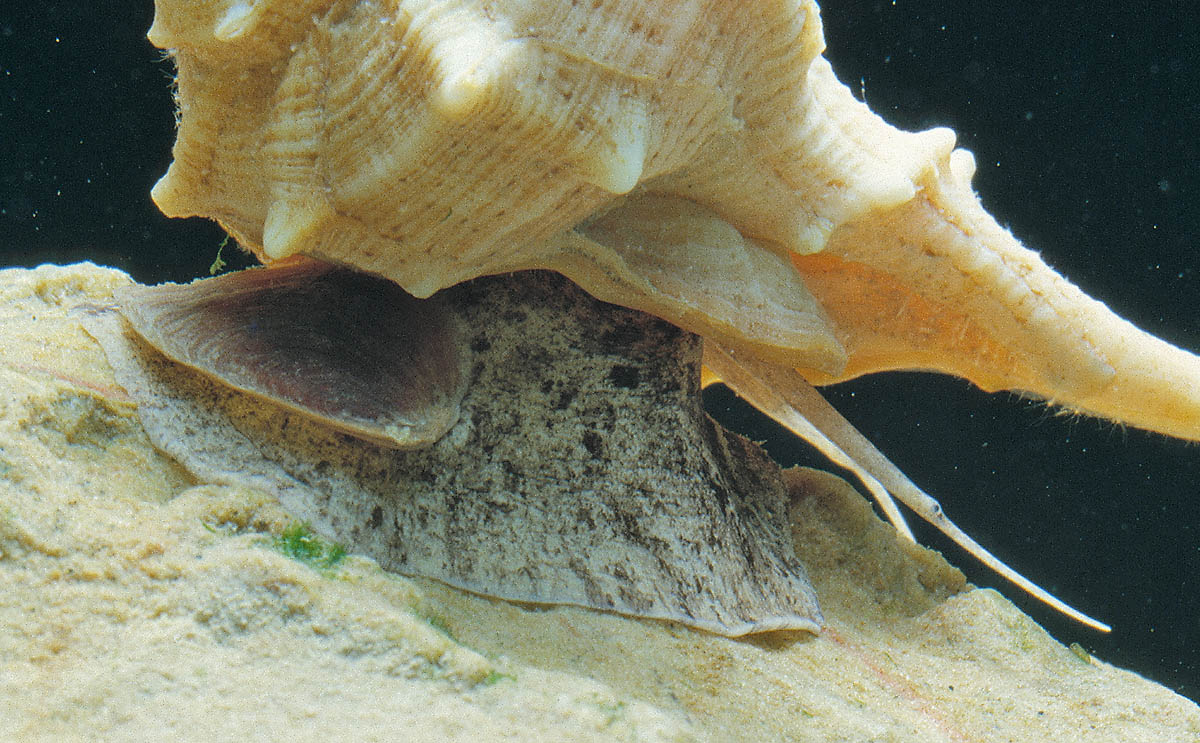Détail du grand pied de Bolinus brandaris et de l'opercule. Pour capter des informations sur le milieu il étire deux tentacules, appelés rhinophores, à la fonction sensitive et tactile.