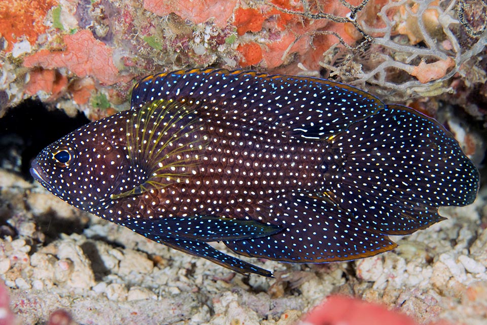 In fact, it's not easy to be sighted, because measures less than 20 cm, long caudal fin included, and hides camouflaged in a den the whole day, hunting only by night © Mark Rosenstein