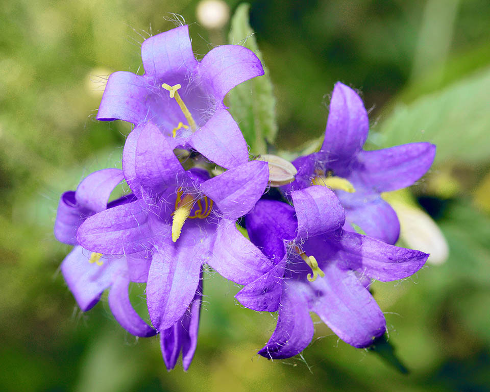 Campanula glomerata The blue-purple, rarely white, flowers of Campanula glomerata are mostly looking upwards, grouped in a terminal glomerule.