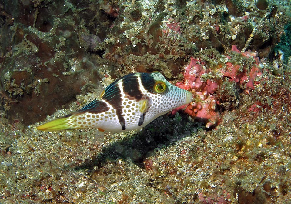 Long au maximum de 10 cm et arrondi sur le dos et plus encore sur le ventre s'il a bien mangé, il vit dans des eaux peu profondes devenant très rare à partir de 50 m