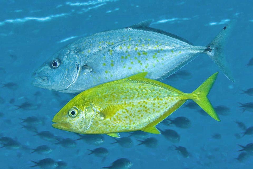 Carangoides bajad, Carangidae