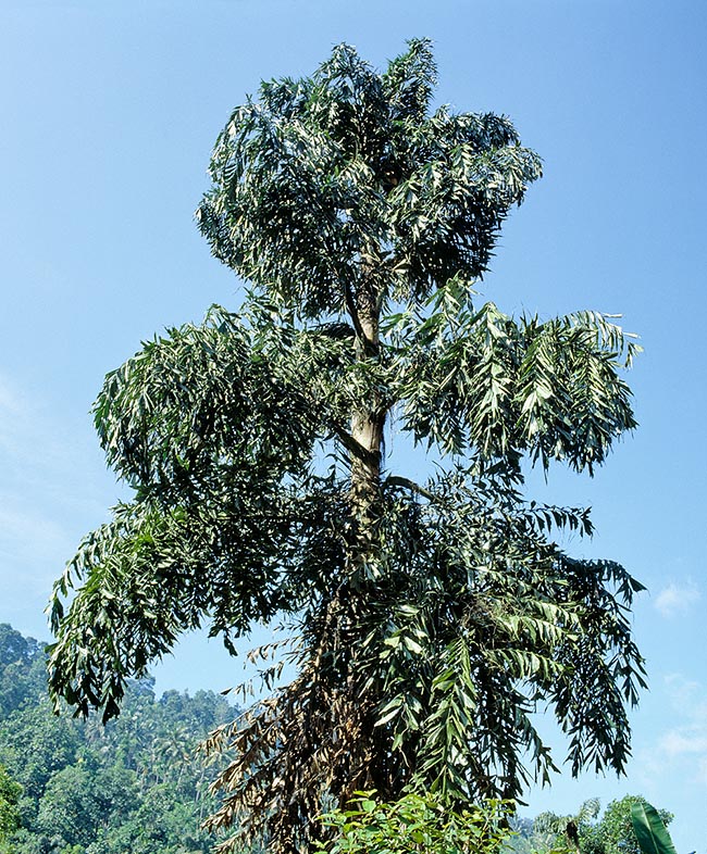 Caryota urens, Arecaceae