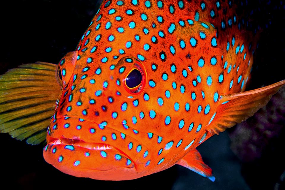 Ses couleurs flamboyantes s'avèrent mimétiques dans le monde multicolore des coraux surtout quand elle nage en eaux profondes, jusqu'à 150 m, où le rouge devient noir 