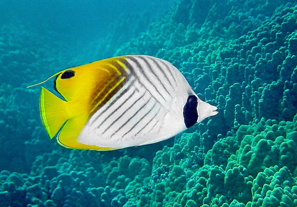 Chaetodon auriga Monaco Nature Encyclopedia