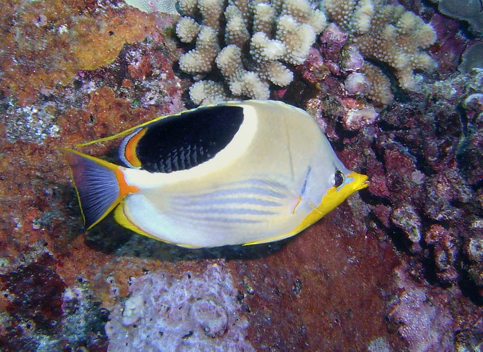 It lives in shallow waters, not beyond 30 m, and owes its vulgar name to the showy black spot shaped like a horse saddle present on the back