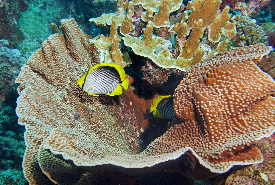 Vive in pratica in tutte le acque tropicali dell’Indo-Pacifico, dalle coste africane all’Arcipelago delle Tuamotu. Verso Sud raggiunge le isole Lord Howe e a Nord il Giappone 