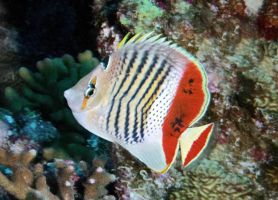 Up to 14 cm long, roundish when stretching out fins to seem bigger, it frequents the inner part of the reefs, but can also go down on the outer side up to 60 m