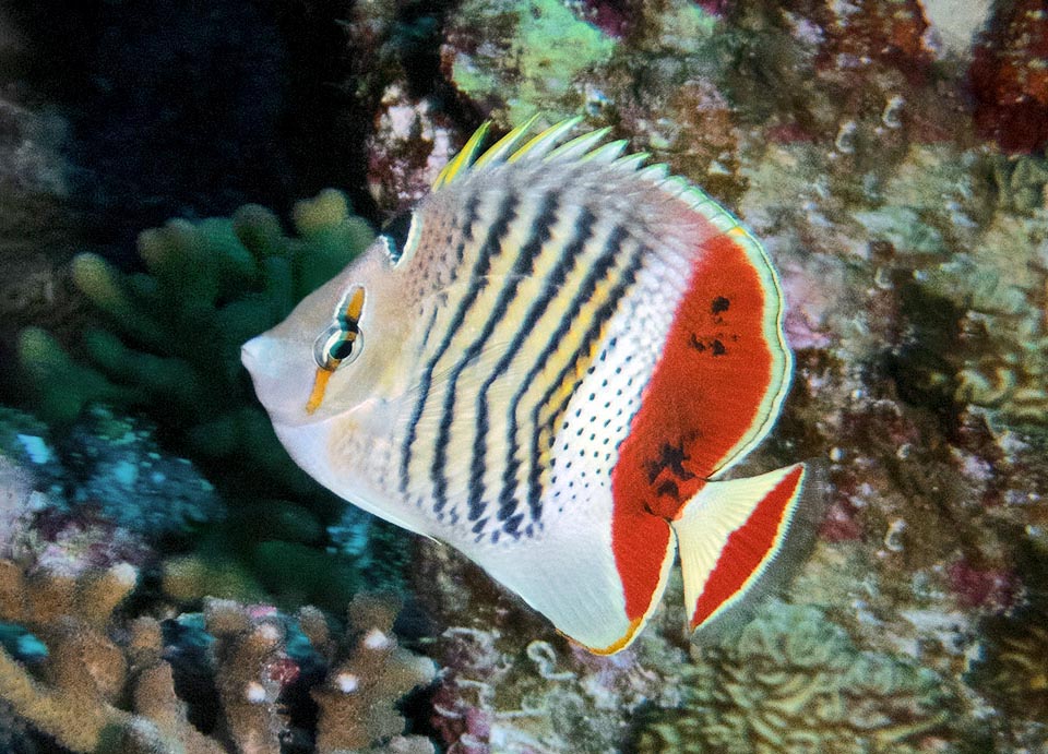 Lungo fino a 14 cm, tondeggiante quando distende le pinne per sembrar più grande, frequenta la parte interna dei reef, ma può scendere anche sul lato esterno fino a 60 m