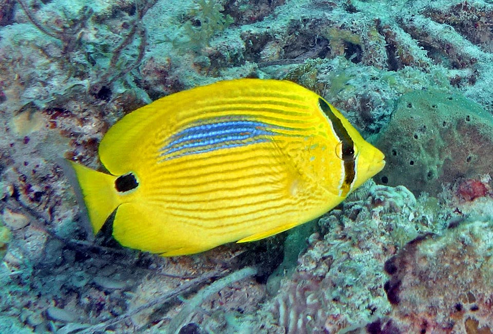 De hasta 15 cm, vive en aguas someras, a menos de 10 m de profundidad, al abrigo de las formaciones coralinas en el borde de los arrecifes