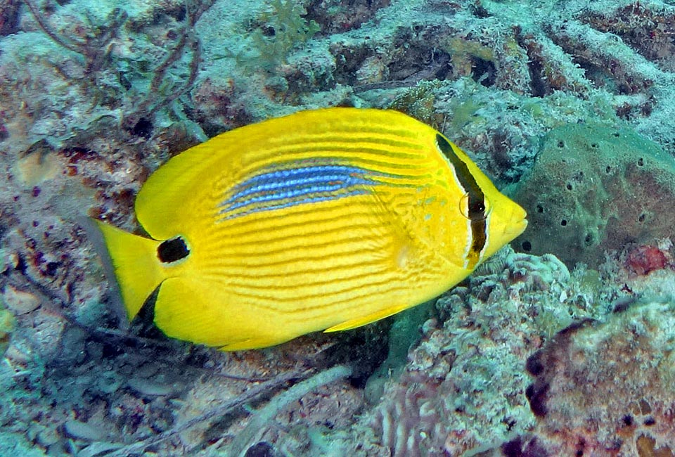 15 cm long at most, it lives in shallow waters, no more than 10 m deep, on the border of the reefs sheltered by the madreporic formations 