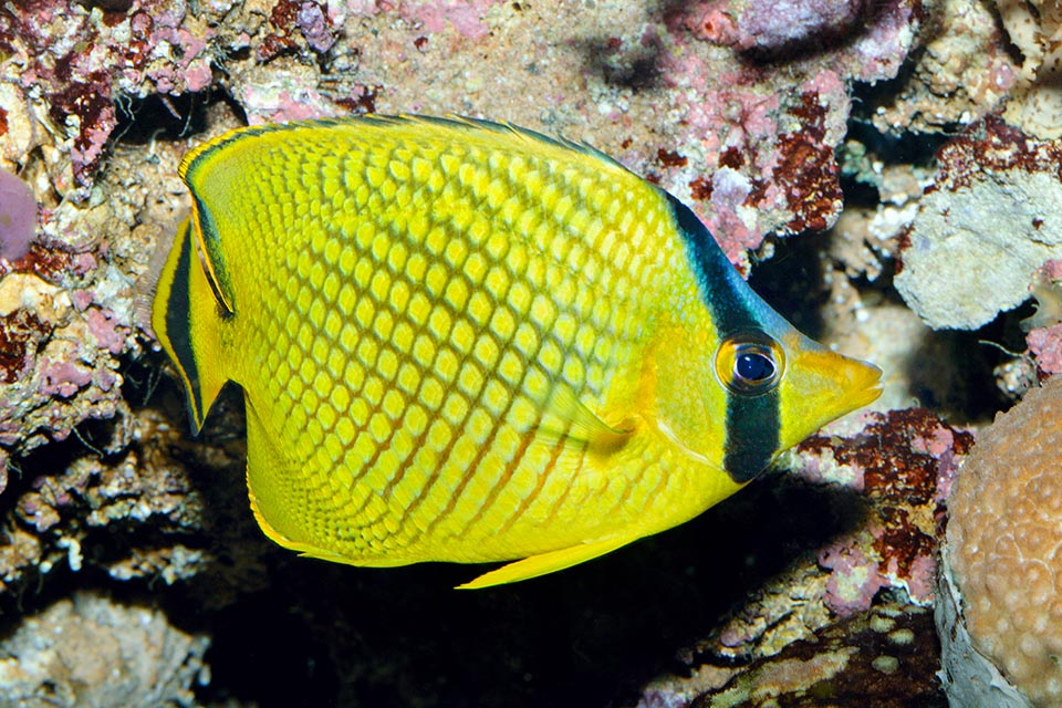 Lungo 15 cm, con un record a 18, vive sul bordo dei reef, non oltre i 15 m di profondità, nutrendosi principalmente di polipi di madrepore, anemoni di mare e policheti