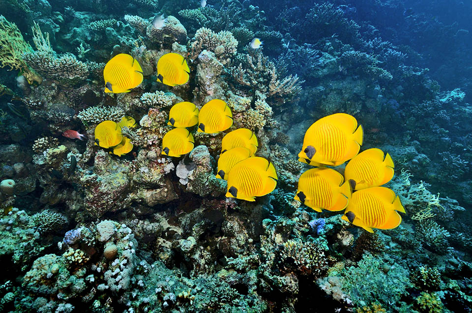 Common in the Red Sea and the Gulf of Aden, the Blue-cheeked butterflyfish lives in couple or in small schools of 10-15 units also in the western Indian Ocean