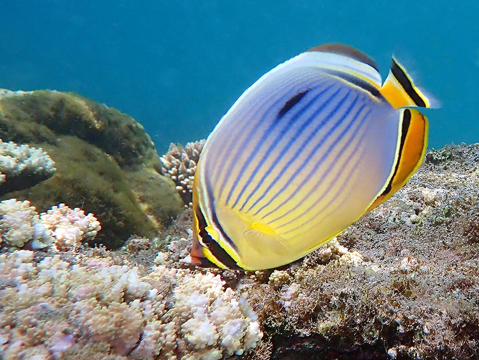 Vive en aguas someras, hasta 20 m de profundidad, comiendo exclusivamente pólipos coralinos, con predilección por los de las madréporas del género Pocillopora