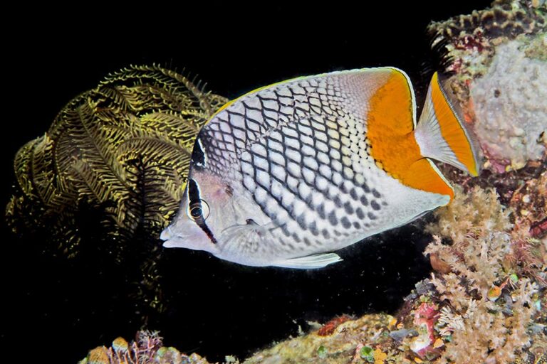 Chaetodon xanthurus Monaco Nature Encyclopedia