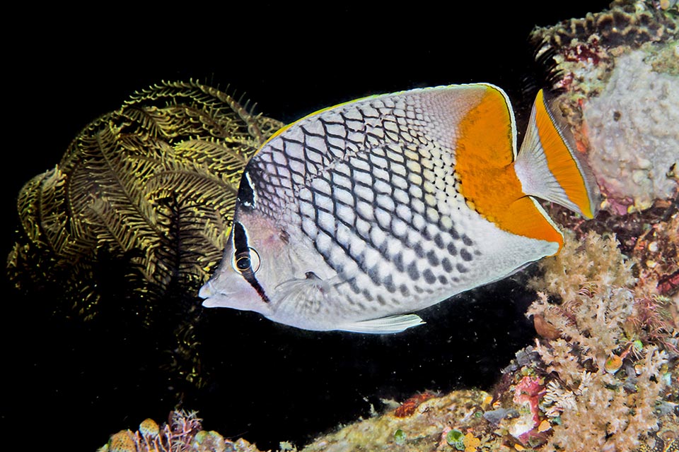 Para algunos ictiólogos sería una subespecie del Chaetodon madagaskariensis, presente éste en el Océano Índico