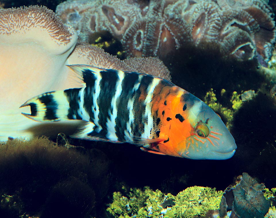 It lives among the corals up to 40 m of depth, distinguishing, besides for its beauty, for the showy jaws evoked in its scientific name