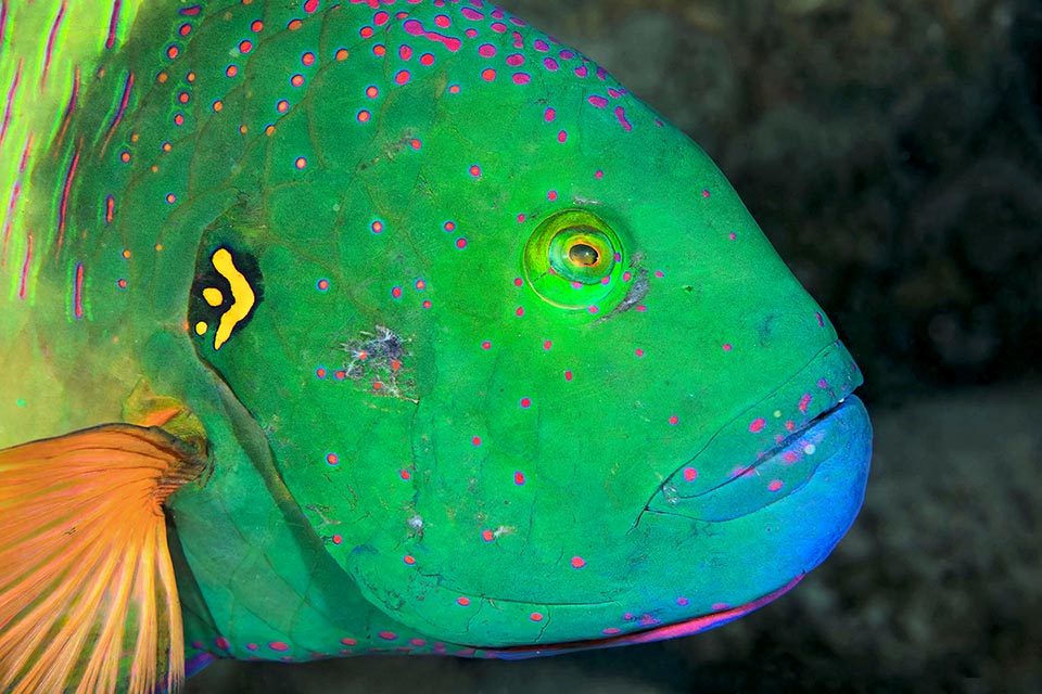 La librea es muy variable, pero se reconoce en todas las fases de crecimiento por la pequeña media luna dorada junto al opérculo