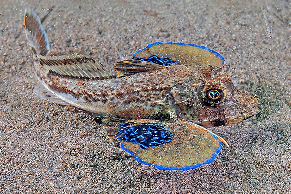 Il dorso di Chelidonichthys lucerna, bruno rossiccio, è molto variabile. Le grandi pinne pettorali hanno il lato interno orlato spesso d’azzurro come gli ocelli della zona ovale scura accanto al corpo.