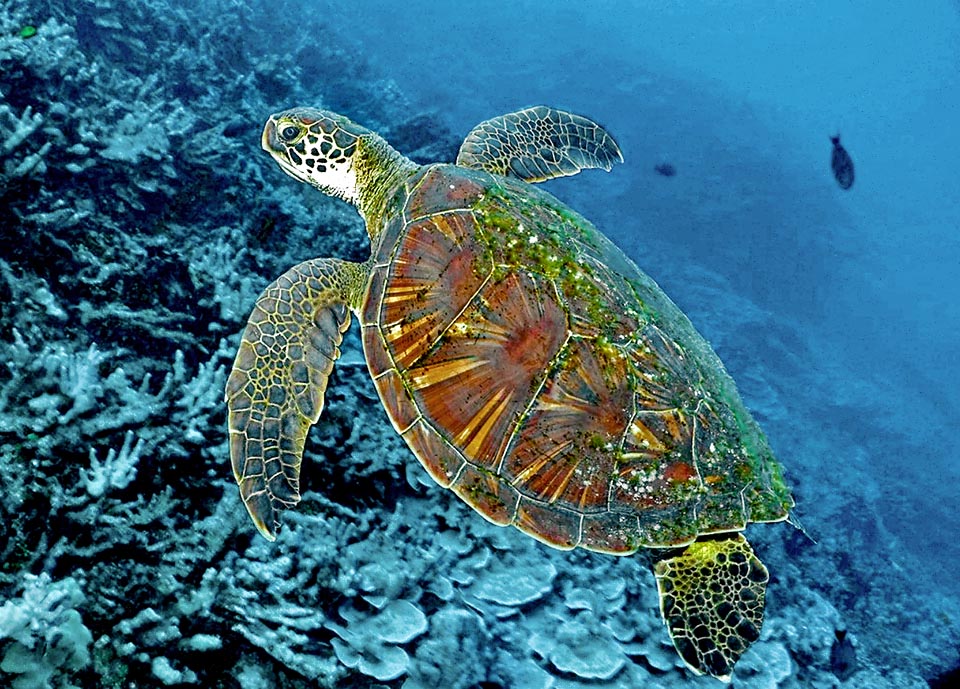 About 1 m long, it differs from Caretta caretta as having the dorsal carapace with four costal scouts instead of five, and one caudal plastron instead of two 
