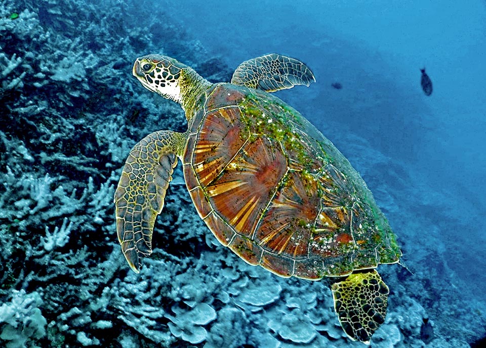 Longue d'environ 1 m elle se distingue de Caretta caretta par sa dossière qui a quatre plaques costales au lieu de cinq et une plaque caudale au lieu de deux 