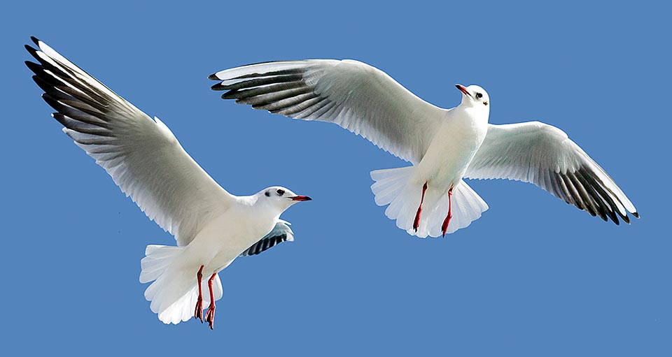 Chroicocephalus ridibundus, Black-headed gull 