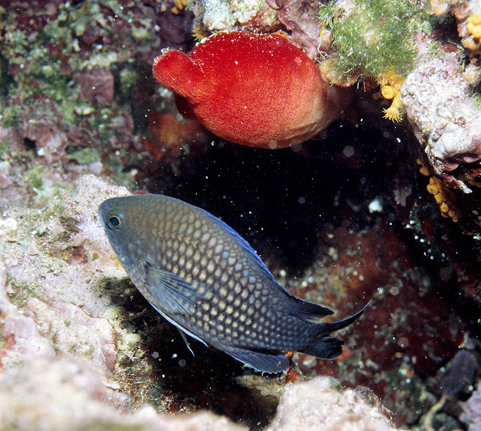 They take possession of a narrow area, close to a stone, where the female will spawn, anchored by means of filaments