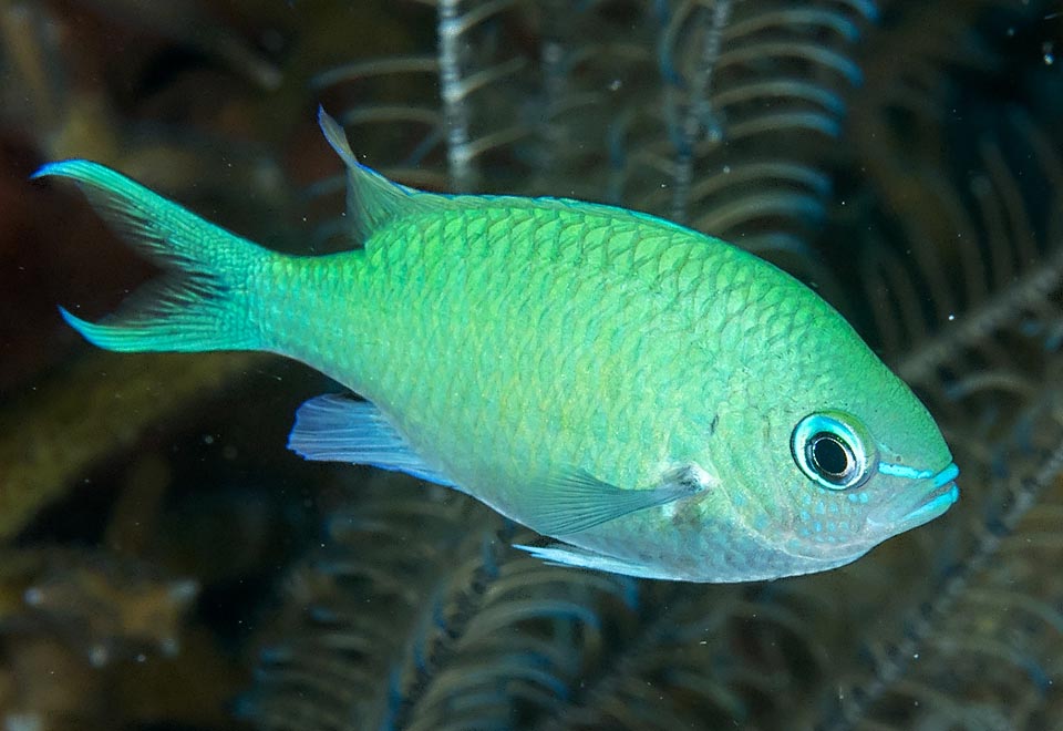 La librea es brillante, cambiando constantemente de verde a azul, según la inclinación de la luz, de ahí el nombre común de Castañuela verde-azulada o Damisela verde 