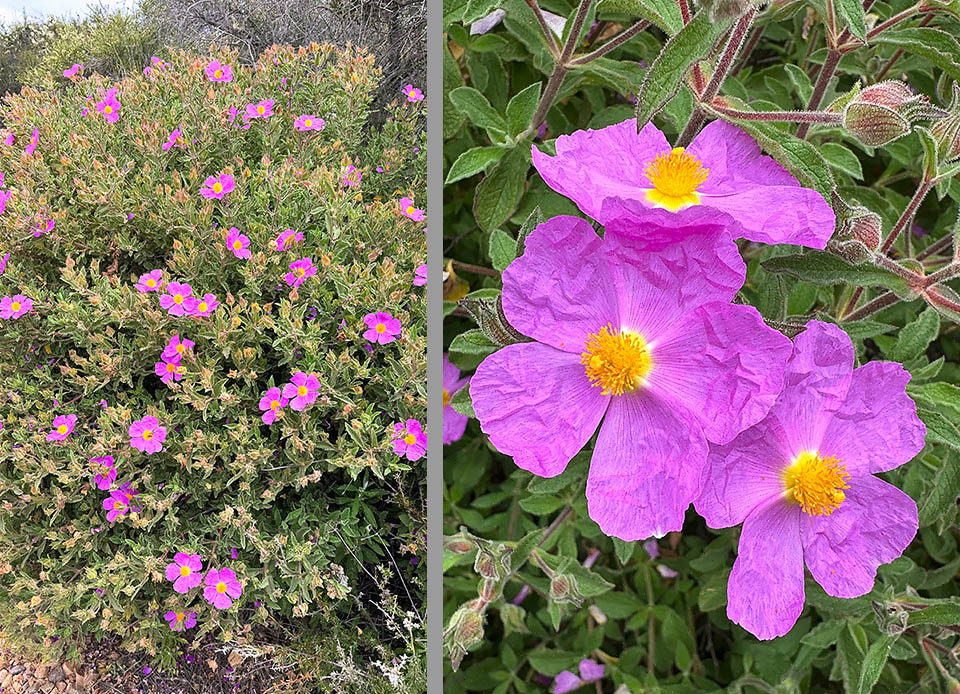 Cistus creticus Per la densa pubescenza, i rami dell’anno si presentano lanuginosi e biancastri. I fiori primaverili, ermafroditi, vanno da 1 a 8 portati da infiorescenze terminali ombrelliformi.