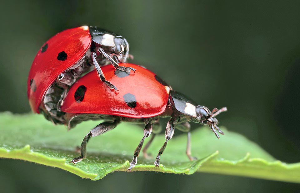 Coccinella septempunctata, Mariquita común, Coccinellidae