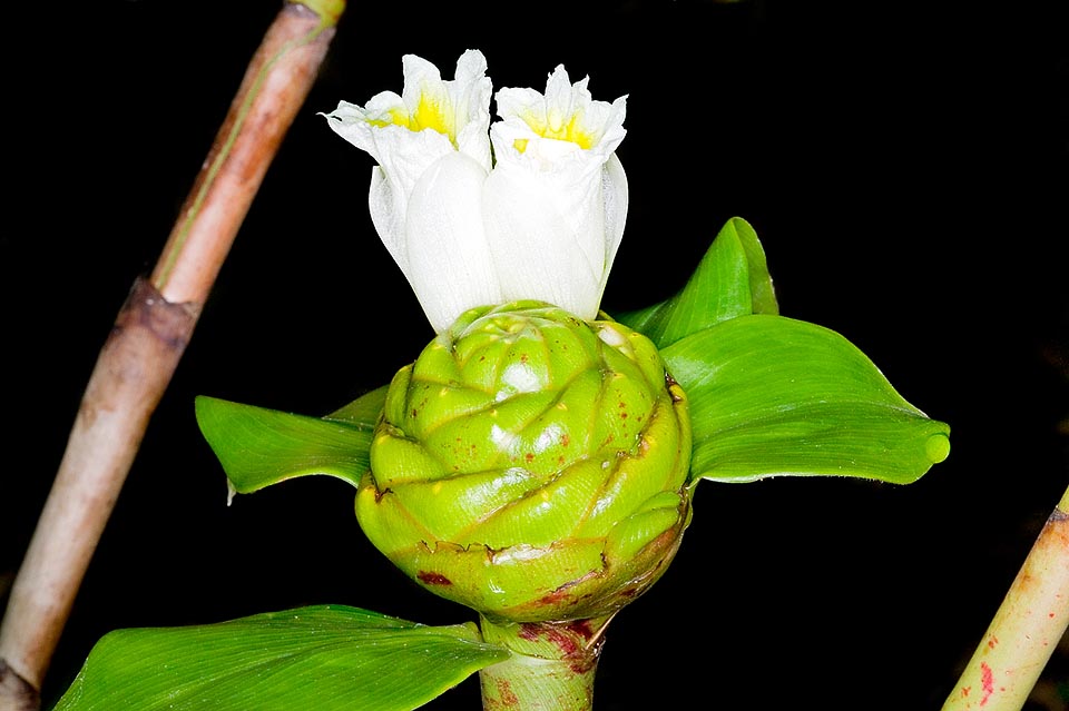 Costus afer, Costaceae