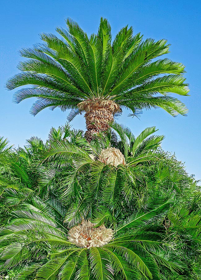 Presently deemed native to South China, Taiwan and southern Japan, Cycas revoluta reaches the height of 6-7 m.