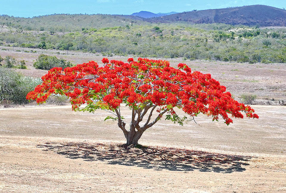 Introducido por el hombre por su belleza en numerosas zonas tropicales y subtropicales, hoy Delonix regia es casi cosmopolita y resiste la sequía y la salinidad.