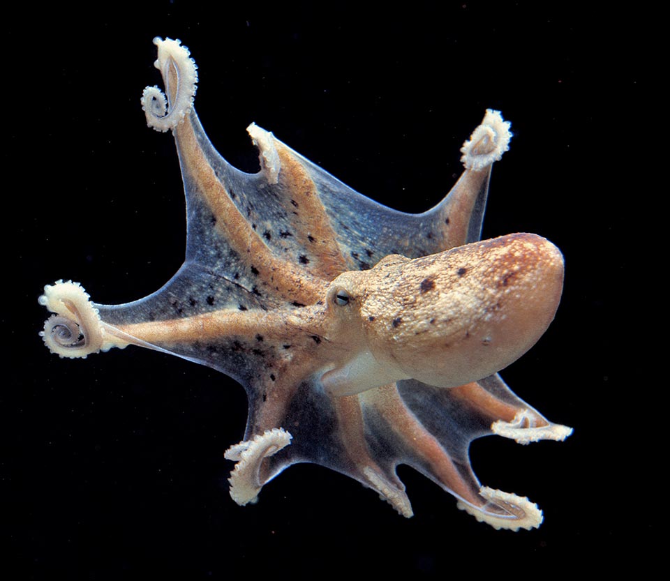 Eledone moschata, Musky octopus