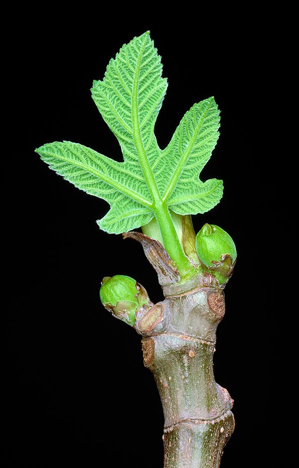 Ficus carica, Moraceae, Common fig 