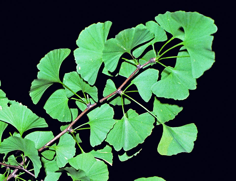 The fan-shaped leaves of Ginkgo biloba, often bilobed as the scientific name states, recall those of the maidenhair and have medicinal virtues.