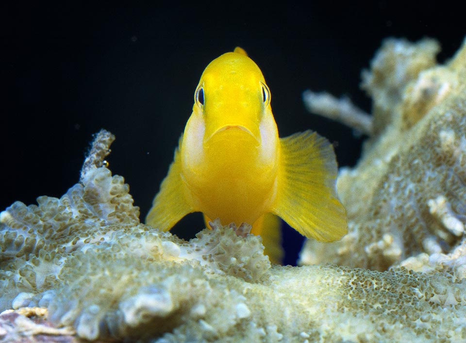 L'aspect est plus normal mais la taille et la stratégie du Gobie corail jaune (Gobiodon okinawae) sont similaires : il attend sa proie parmi les polypes des madrépores.