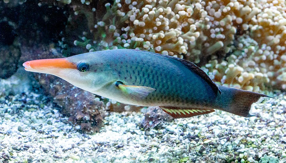 Gomphosus coeruleus, Labridae, Labre-oiseau indien