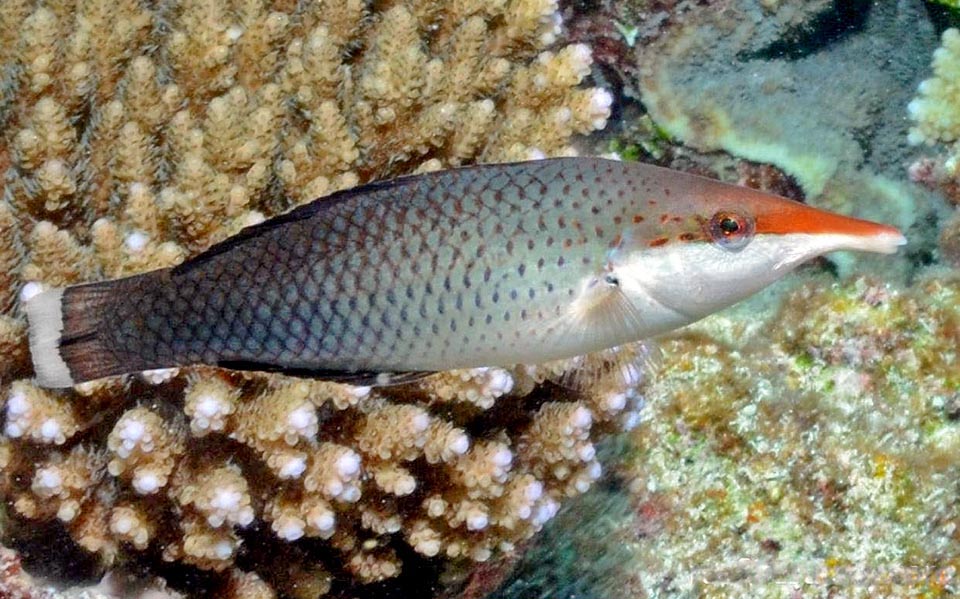 Gomphosus varius, Labridae, Labre oiseau