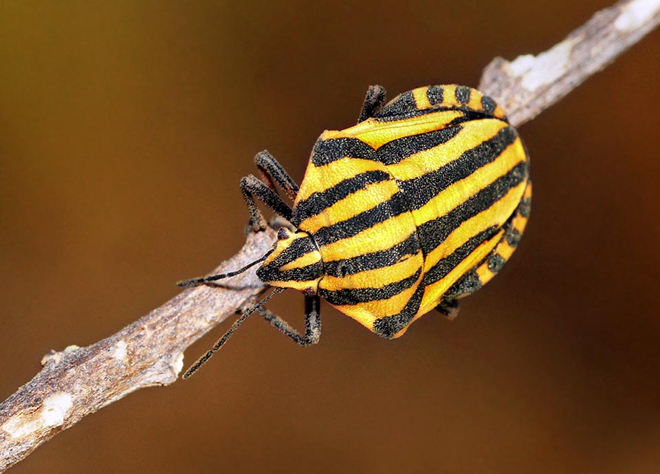 The typical aposematic livery, that with its lively chromatic contrast signals to the predators un unpleasant smell and taste, also displays a yellowish variant 