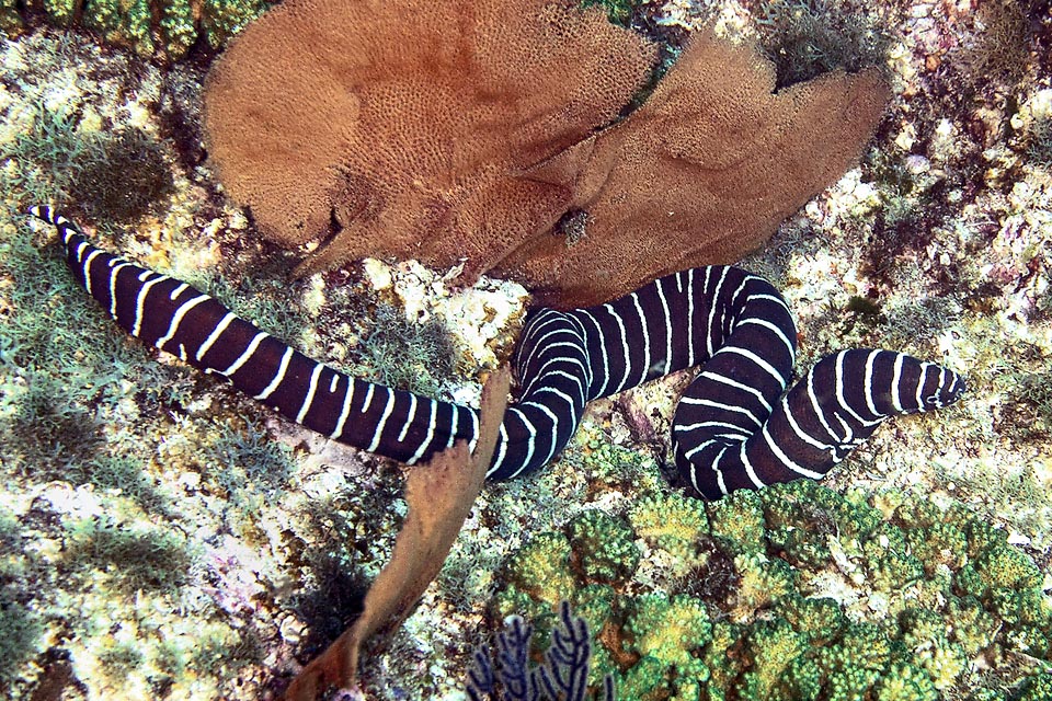 Bien que sa taille normale soit d'environ 50 cm Gymnomuraena zebra peut attendre 150 cm et compter plus de 100 anneaux clairs en partie ouverts.