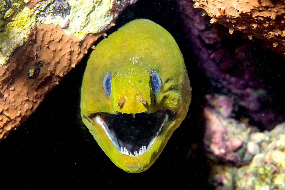 The eyesight of Gymnothorax funebris is modest but anyway hunts the night guided by an exceptional sense of smell. Here are well visible the tubular nostrils and the row of teeth on the lower jaw. The push is given by a second particular jaw placed inside the neck and so invisible, called pharyngeal, present in morays that eat on bulky preys.