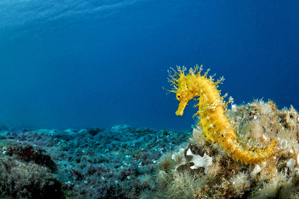 Hippocampus guttulatus è anche giallo.