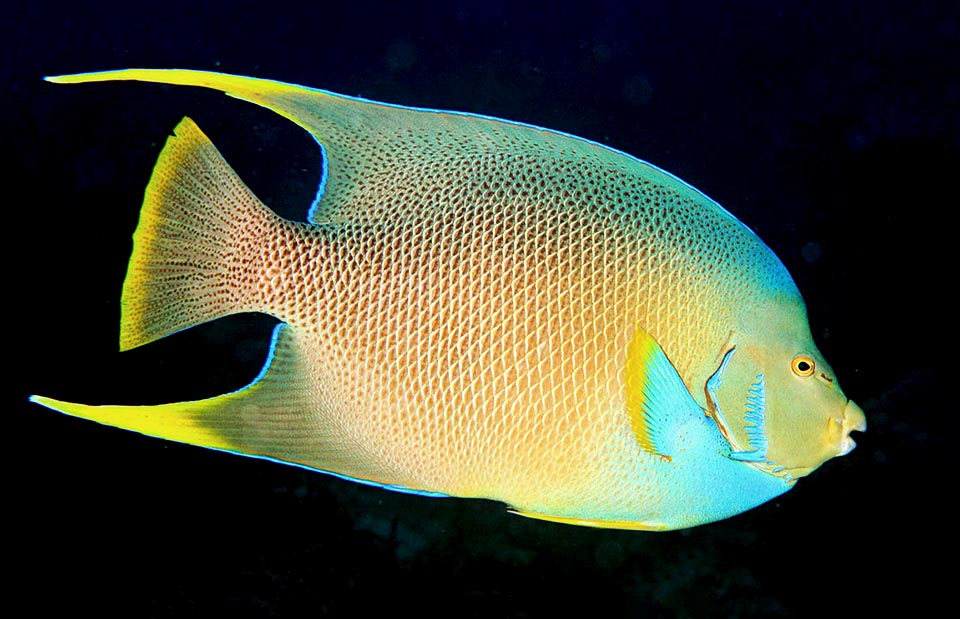 Holacanthus bermudensis is the largest angelfish.