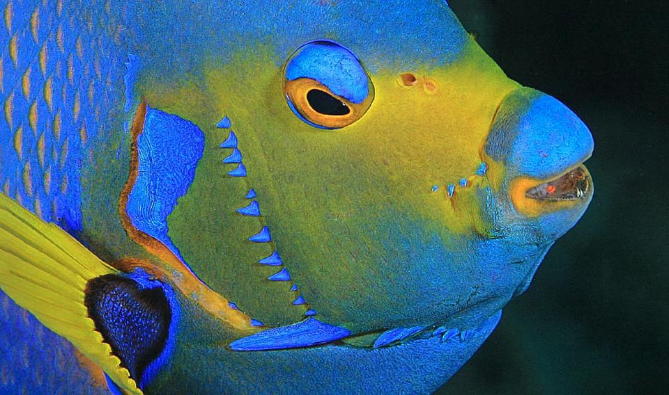 Holacanthus ciliaris close-up of the head.