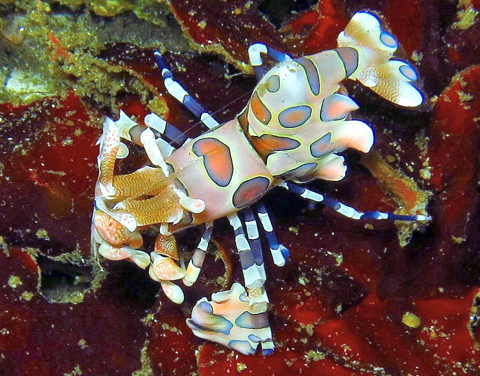 Hymenocera picta, Harlequin shrimp, Hymenoceridae